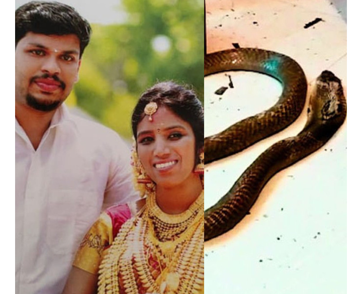 Husband Kills Wife By Throwing A Cobra At Her After She Was Discharged From Hospital Following His Initial Attempt To Kill Her By Releasing A Viper Into Her Bedroom