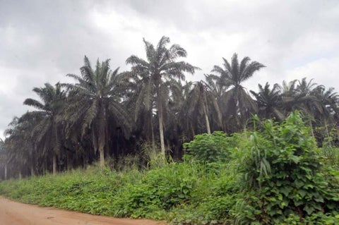 Uzodinma Signs Law Stopping Vandalisation Of Oil Palm Trees In Imo