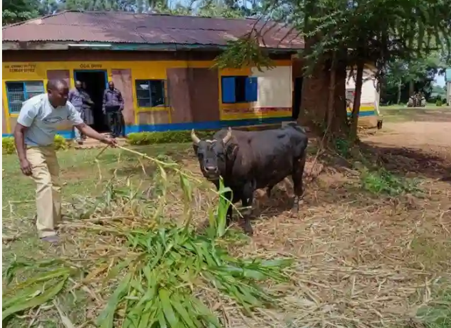 Police Arrest Bull For Killing Woman In Kenya