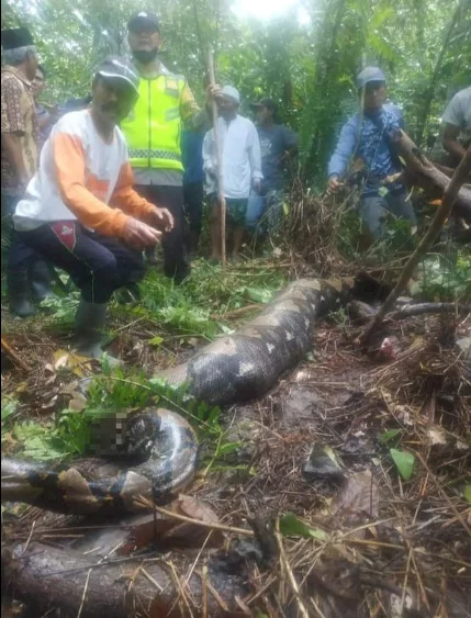 Indonesian grandmother eaten alive by python when she went to collect rubber from a plantation