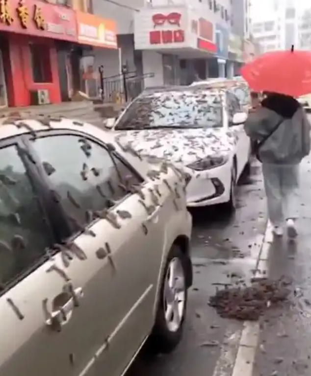 Rain Of Worms Falls Down The Sky In China, Residents Panic (Video)
